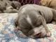 American Bulldog Puppies for sale in Lucerne Valley, CA 92356, USA. price: NA