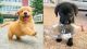 American Bulldog Puppies for sale in CA-1, Long Beach, CA, USA. price: NA