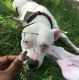 American Bulldog Puppies for sale in New York, NY, USA. price: $4,000