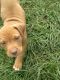 American Bulldog Puppies for sale in Monticello, MS 39654, USA. price: $250
