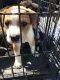 American Bulldog Puppies for sale in San Antonio, TX, USA. price: NA