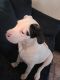 American Bulldog Puppies for sale in Clearwater, FL, USA. price: NA