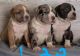 American Bulldog Puppies for sale in Paola, KS 66071, USA. price: $3,500