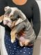 American Bulldog Puppies for sale in Los Angeles, CA, USA. price: $800