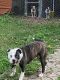 American Bulldog Puppies for sale in Cheverly, MD, USA. price: $350