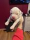 American Bulldog Puppies for sale in Niskayuna, NY 12309, USA. price: NA