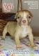 American Bulldog Puppies for sale in Beloit, WI 53511, USA. price: $900