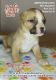 American Bulldog Puppies for sale in Beloit, WI 53511, USA. price: $1,200