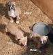 American Bulldog Puppies for sale in Beloit, WI 53511, USA. price: $1,200