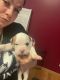 American Bulldog Puppies for sale in Niskayuna, NY 12309, USA. price: $2,000