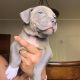American Bulldog Puppies for sale in Milwaukee, WI, USA. price: $2,000