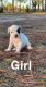 American Bulldog Puppies for sale in Clarksville, FL, USA. price: $550