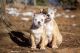 American Bulldog Puppies for sale in Littleton, CO 80120, USA. price: NA