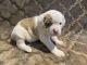 American Bulldog Puppies for sale in Colorado Springs, CO, USA. price: $2,000