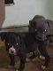 American Bulldog Puppies for sale in Muscle Shoals, AL 35661, USA. price: NA