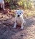 American Bulldog Puppies for sale in Marana, AZ, USA. price: NA
