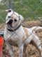 American Bulldog Puppies for sale in Bean Station, TN 37708, USA. price: $1,500
