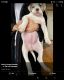 American Bulldog Puppies for sale in Saddle Brook, NJ 07663, USA. price: $2,500