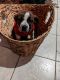 American Bulldog Puppies for sale in Irving, TX, USA. price: $200