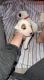 American Bulldog Puppies for sale in Hudson, FL 34667, USA. price: NA
