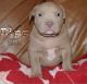 American Bulldog Puppies for sale in Cedar City, UT 84721, USA. price: $1,500