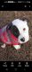 American Bulldog Puppies for sale in New Bern, NC, USA. price: NA