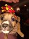 American Bulldog Puppies for sale in Gadsden, AL 35904, USA. price: NA