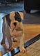 American Bulldog Puppies for sale in Louisville, KY, USA. price: $800