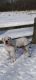 American Bulldog Puppies for sale in Kalamazoo, MI, USA. price: NA