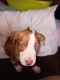 American Bulldog Puppies for sale in Hamilton, AL, USA. price: $400