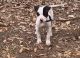 American Bulldog Puppies for sale in Bay Springs, MS, USA. price: $300