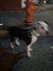 American Bulldog Puppies for sale in Baltimore, MD, USA. price: $600