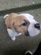 American Bulldog Puppies for sale in Seattle, WA, USA. price: $1,300