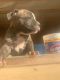 American Bulldog Puppies for sale in Barbourville, KY, USA. price: $500