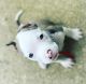 American Bulldog Puppies for sale in Stafford, VA 22554, USA. price: $3,000