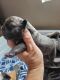 American Bulldog Puppies for sale in Ocean Springs, MS 39564, USA. price: NA