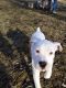 American Bulldog Puppies for sale in Iowa Falls, IA 50126, USA. price: $800