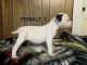 American Bulldog Puppies for sale in Rockdale, TX 76567, USA. price: $1,000
