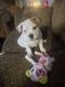 American Bulldog Puppies for sale in Selinsgrove, PA 17870, USA. price: $3,600