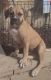 American Bulldog Puppies for sale in Columbus, OH, USA. price: NA