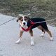 American Bulldog Puppies for sale in Chicago, IL, USA. price: $4,500