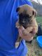 American Bulldog Puppies for sale in Barbourville, KY, USA. price: $400
