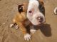 American Bulldog Puppies for sale in Pratt, KS, USA. price: $150