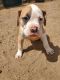 American Bulldog Puppies for sale in Pratt, KS, USA. price: $300