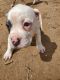 American Bulldog Puppies for sale in Pratt, KS, USA. price: $150