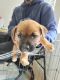 American Bulldog Puppies for sale in Moreno Valley, CA 92557, USA. price: $800