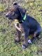 American Bulldog Puppies for sale in Riceboro, GA 31323, USA. price: $800