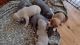 American Bulldog Puppies for sale in 2924 Nuns Cove Rd, Pigeon Forge, TN 37876, USA. price: $200