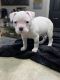 American Bulldog Puppies for sale in Kyle, TX, USA. price: $300