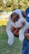 American Bulldog Puppies for sale in Ontario, CA, USA. price: $1,100